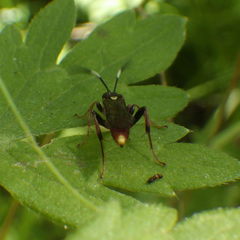 Melanichneumon disparilis