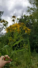 Verbesina alternifolia