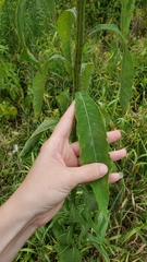 Verbesina alternifolia
