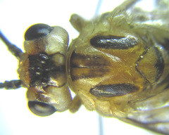 Euura scutellata