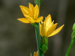 Echeandia michoacensis