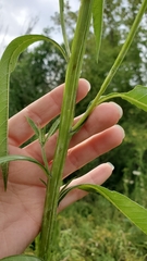 Verbesina alternifolia