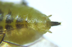 Euura scutellata