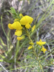 Cyclopia genistoides