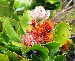 Leucospermum mundii