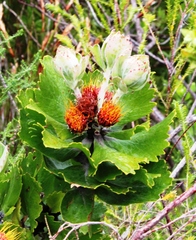 Leucospermum mundii