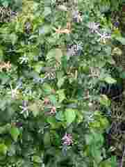 Grewia occidentalis occidentalis