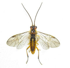 Euura scutellata