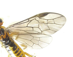 Euura scutellata