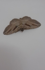 Costaconvexa polygrammata