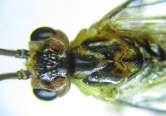 Euura scutellata