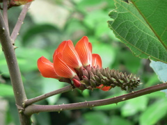 Erythrina breviflora