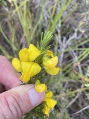 Cyclopia genistoides