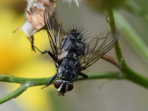 Dinera ferina, Groesbeek, Nederland, photo 4 of 10
