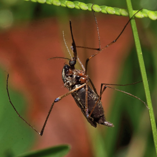 Psorophora howardii