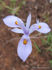 Moraea stricta