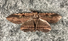 Anisoneura aluco