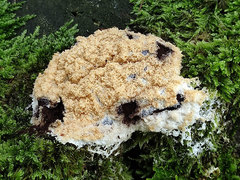 Fuligo cinerea