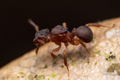 Cyphomyrmex