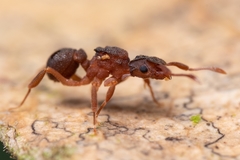 Cyphomyrmex
