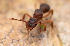 Cyphomyrmex
