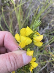 Cyclopia genistoides