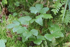 Rubus humulifolius