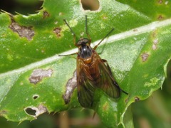 Rhagio immaculatus