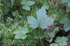 Rubus humulifolius