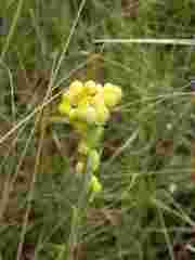 Helichrysum longifolium