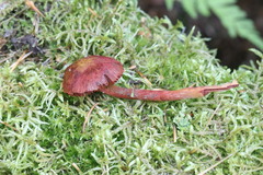 Cortinarius sanguineus