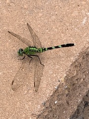 Erythemis simplicicollis