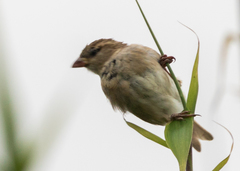 Passer domesticus domesticus