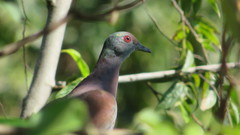Patagioenas cayennensis