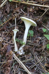 Hygrophorus piceae