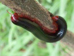 Orthoporoides