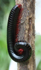Orthoporoides