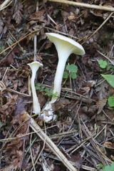 Hygrophorus piceae