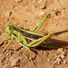 Green Tree Locust - Photo (c) Gerhard Diedericks, some rights reserved (CC BY-NC), uploaded by Gerhard Diedericks