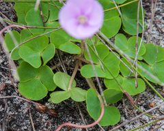 Oxalis commutata concolor