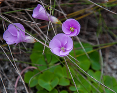 Oxalis commutata concolor