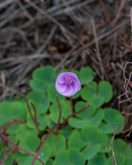 Oxalis commutata concolor