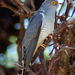 African Cuckoo - Photo (c) Gerhard Diedericks, some rights reserved (CC BY-NC), uploaded by Gerhard Diedericks