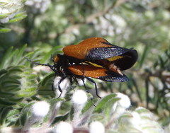 Lycus palliatus