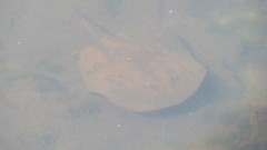Potamotrygon motoro