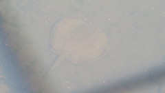 Potamotrygon motoro