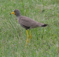 Vanellus senegallus lateralis