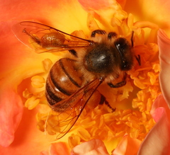 Apis mellifera