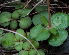 Crassula capensis capensis