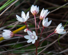 Crassula capensis capensis